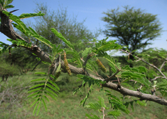 Dichrostachys cinerea image