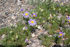 Erigeron elegantulus