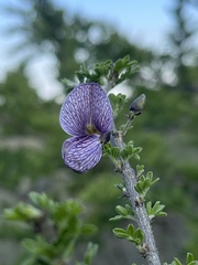 Ormocarpum trichocarpum