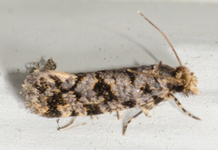 Amydria margoriella