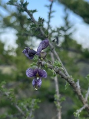 Ormocarpum trichocarpum