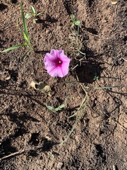 Ipomoea bolusiana