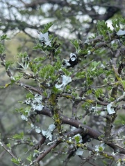 Ormocarpum trichocarpum