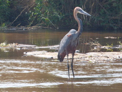 Ardea goliath