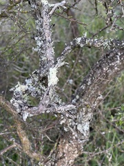 Ormocarpum trichocarpum