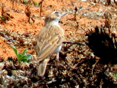 Calendulauda africanoides harei