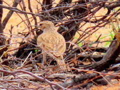 Calendulauda africanoides harei
