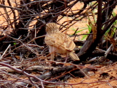 Calendulauda africanoides harei