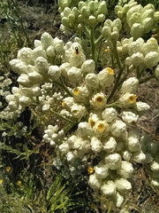 Pseudognaphalium californicum