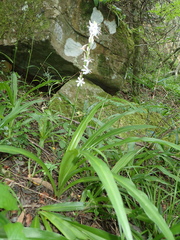 Chlorophytum modestum