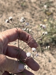 Florestina tripteris