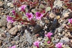 Diplacus cascadensis