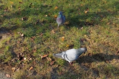 Columba livia domestica
