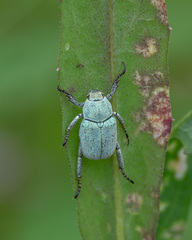 Hoplia parvula