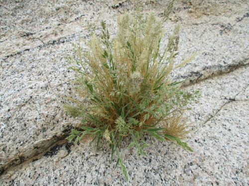Image of Enneapogon scaber by no rights reserved