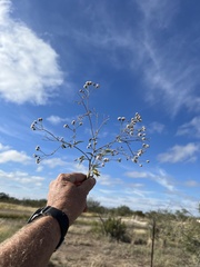 Florestina tripteris