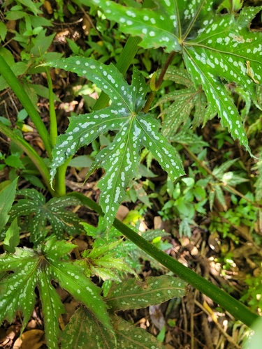 Begonia diadema, photograph 1