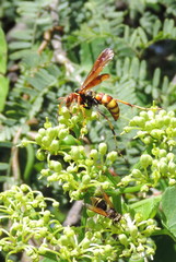Poecilopompilus interruptus