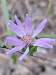 Symphyotrichum pratense