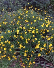 Euryops chrysanthemoides