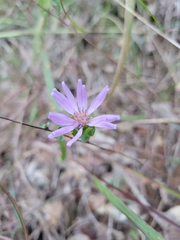 Symphyotrichum pratense