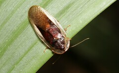 Blaberidae