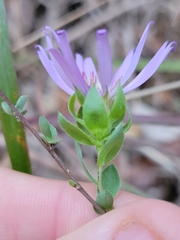 Symphyotrichum pratense
