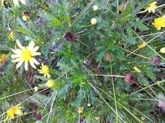 Euryops chrysanthemoides