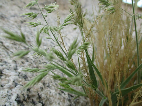 Image of Enneapogon scaber by no rights reserved