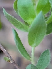 Symphyotrichum pratense