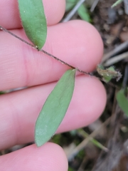 Symphyotrichum pratense