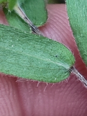Symphyotrichum pratense