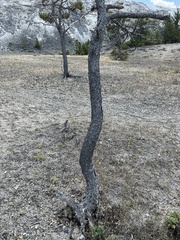 Pinus contorta