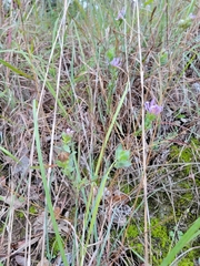 Symphyotrichum pratense