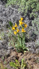 Chloraea alpina