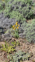 Chloraea alpina