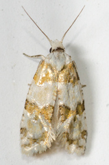 Aethes argentilimitana