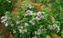 Eupatorium chinense