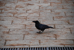 Corvus macrorhynchos