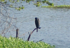Phalacrocorax carbo