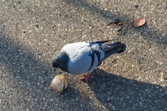 Columba livia domestica