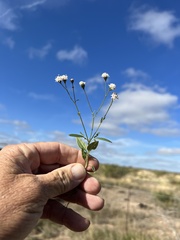 Florestina tripteris