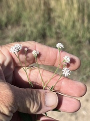 Florestina tripteris