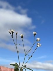 Florestina tripteris