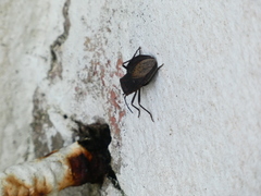Spartocera