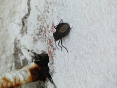 Spartocera