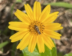 Eretmocera impactella