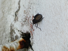 Spartocera