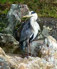 Ardea cinerea jouyi
