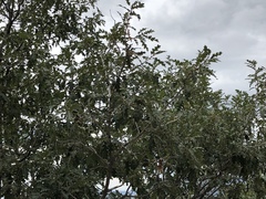 Quercus × undulata
